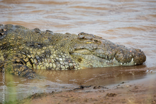 Crocodile 