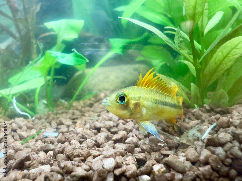 tropical fish Apistogramma cacatuoides, cockatoo dwarf cichlid in aquarium