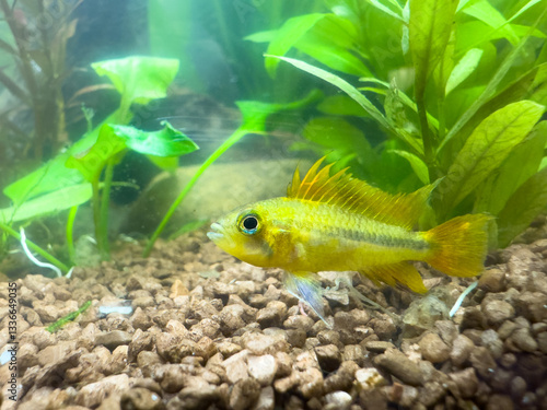 tropical fish Apistogramma cacatuoides male in aquarium