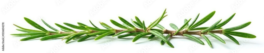 Obraz premium Fresh rosemary leaves isolated on white background, still life, floral, herb