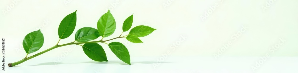 Green stem with large leaves on white background, plant photography, nature, Green stem with large leaves on white background, plant photography, nature,