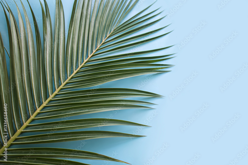 Obraz premium palm tree branch on a blue background