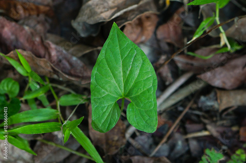 Divaricate typhonium or Typhonium blumei plant 