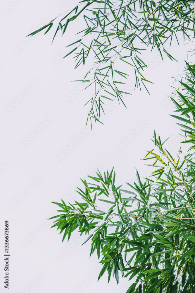 Green bamboo branches with delicate leaves extend into a bright, clean sky, creating a fresh and natural backdrop. The minimalistic composition highlights the beauty of tropical foliage.
Green bamboo branches with delicate leaves extend into a bright, clean sky, creating a fresh and natural backdrop. The minimalistic composition highlights the beauty of tropical foliage.