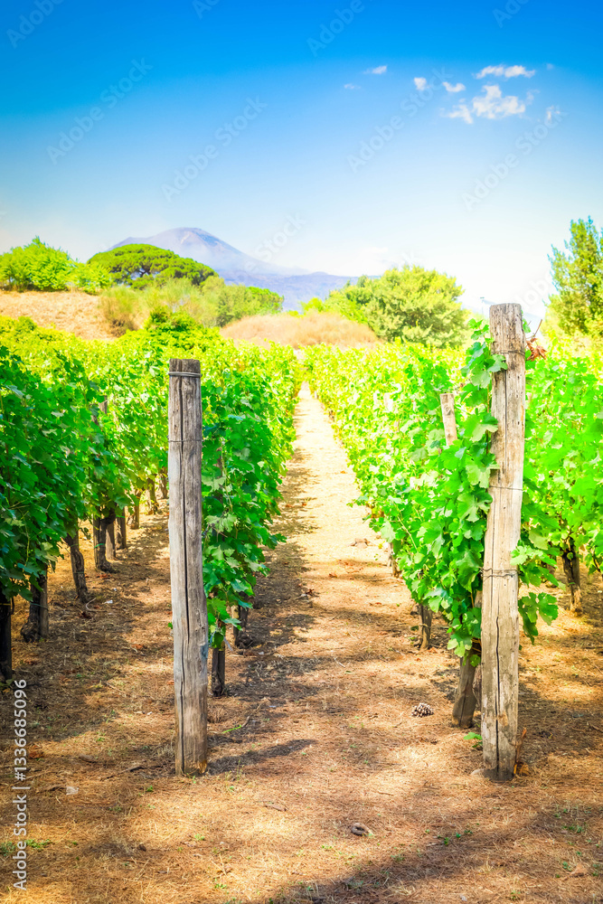 Obraz premium vineyard of Pompeii, Italy