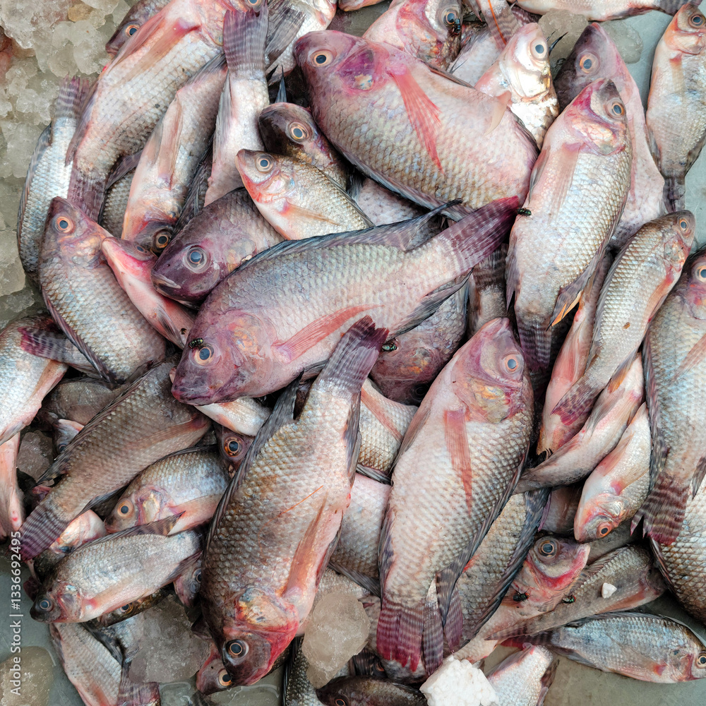 Group of tilapia fish swimming behind glass of water tank on seafood market Group of tilapia fish swimming behind glass of water tank on seafood market
