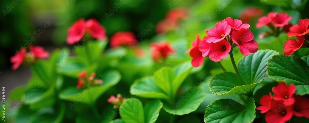 Green foliage and red-pink geranium flowers in a garden, leaves, greenery, garden Green foliage and red-pink geranium flowers in a garden, leaves, greenery, garden
