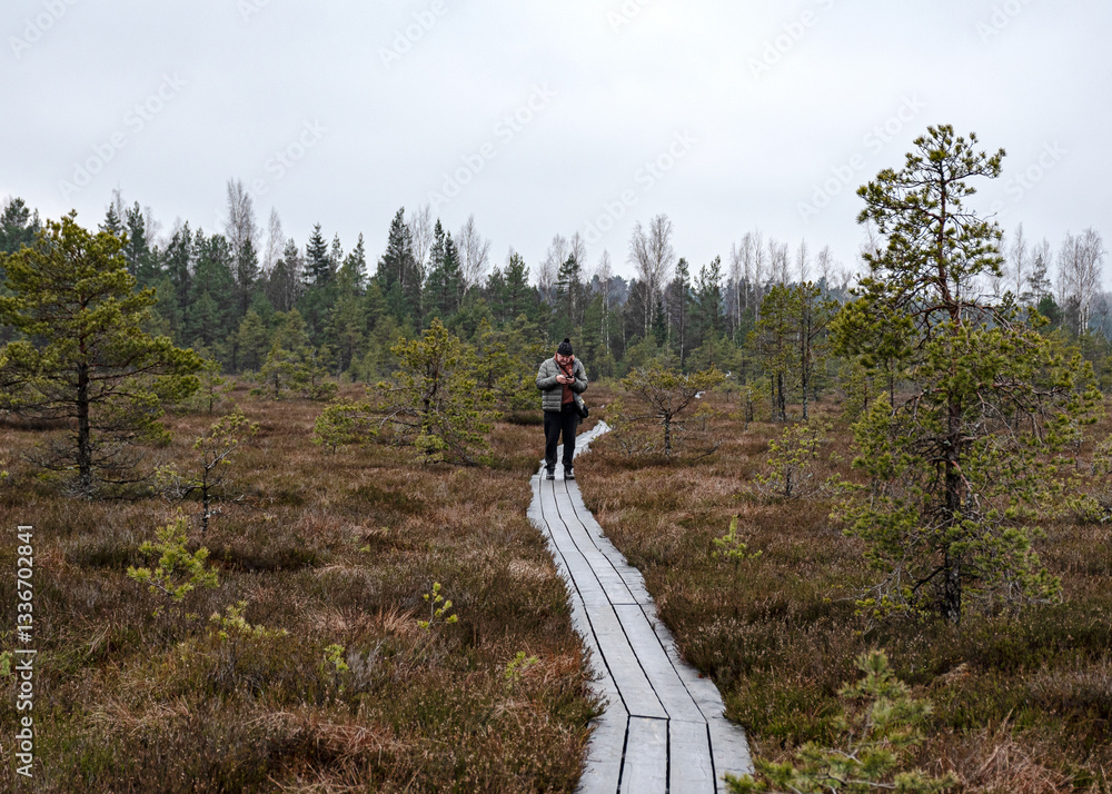winter swamp landscape without snow, wooden footbridge, swamp vegetation in winter, pine trees, old grass, moss