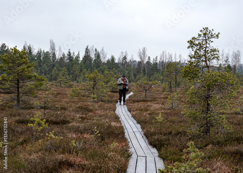Obraz na płótnie winter swamp landscape without snow, wooden footbridge, swamp vegetation in winter, pine trees, old grass, moss w salonie