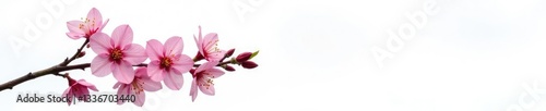 Single branch with flowers on white background, flowers on stem, tree, colorful flowers