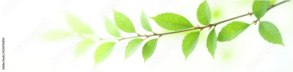 Fototapeta premium Single branch with leaves isolated on white background, greenery, nature, nature