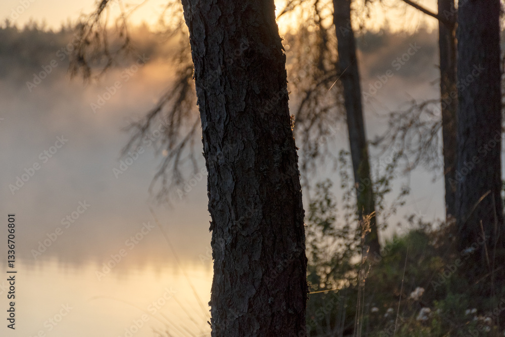 dark silhouettes of trees, branches in the backlight, swamp lake, fog background