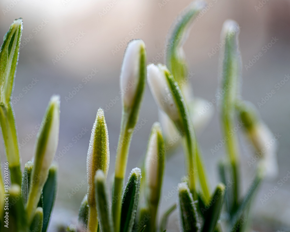the first spring flowers in the garden, white snowdrops, frost