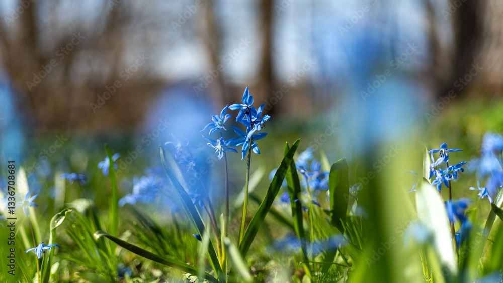 One of the earliest blooming spring bulbs, Scilla siberica, in spring on a natural background