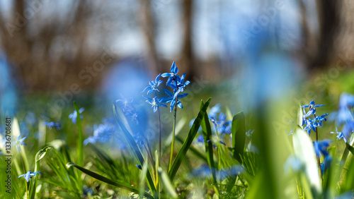 Obraz na płótnie One of the earliest blooming spring bulbs, Scilla siberica, in spring on a natural background w salonie