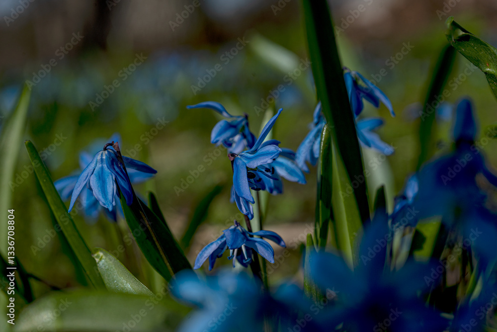 One of the earliest blooming spring bulbs, Scilla siberica, in spring on a natural background