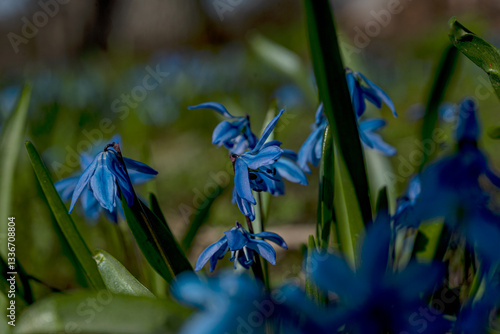 One of the earliest blooming spring bulbs, Scilla siberica, in spring on a natural background