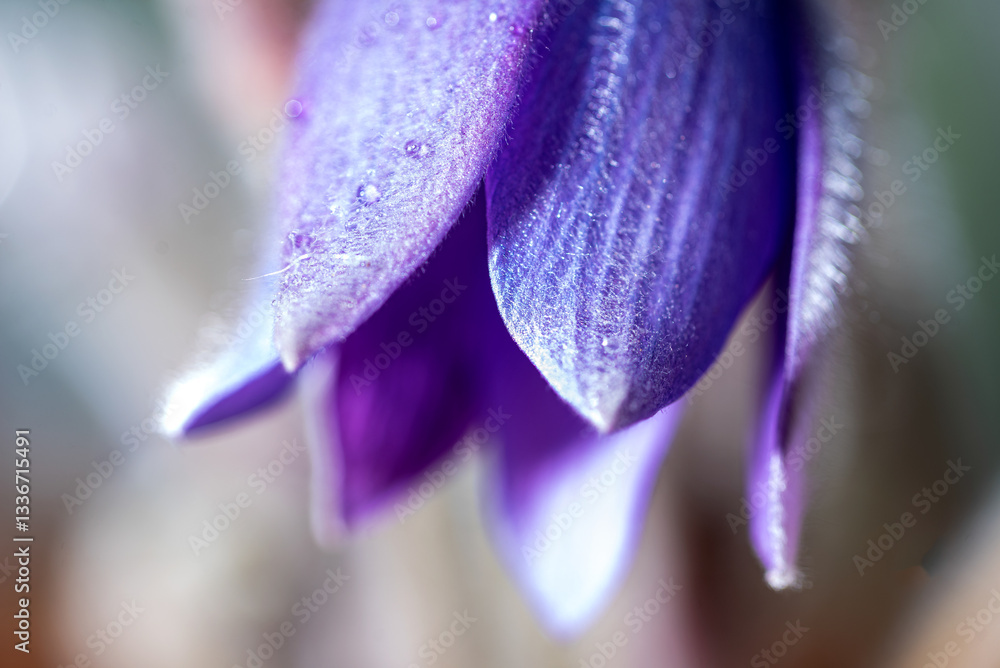 purple spring flowers, Pulsatilla patens in spring on a natural background