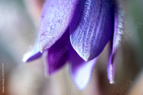 Obraz na płótnie purple spring flowers, Pulsatilla patens in spring on a natural background w salonie