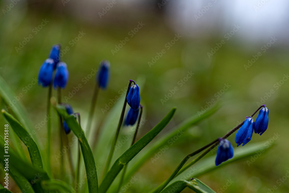 One of the earliest blooming spring bulbs, Scilla siberica, in spring on a natural background