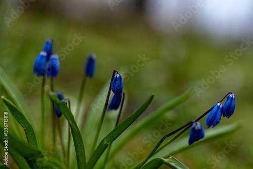 Obraz na płótnie One of the earliest blooming spring bulbs, Scilla siberica, in spring on a natural background w salonie