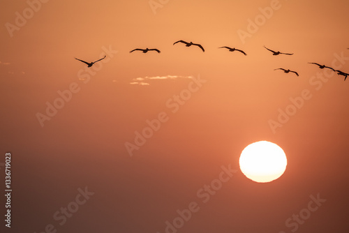 Birds Flying above Rising Sun 1