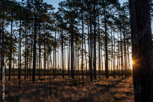 Longleaf Pine Savanna Sun Rising through Trees