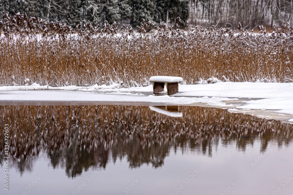winter landscape with calm lake, white trees, reeds, reflections of the still lake, enchanting peace in nature, Vaidava Lake, Latvia