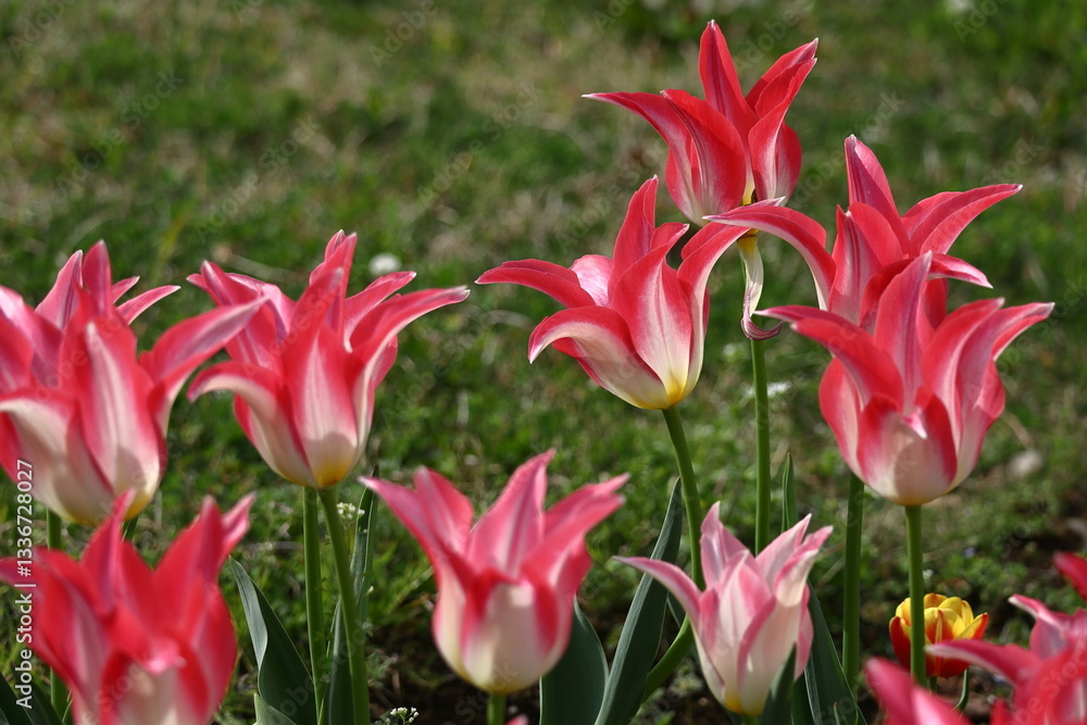 Fototapeta premium 色とりどりに咲き誇る赤白黄色