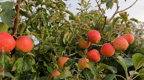 red apples on a tree. red apples on a branch. apple orchard in autumn. ripe apples on the tree. growing apples