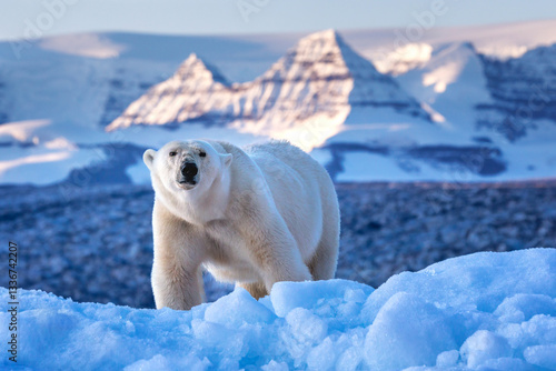 Polar bear, ursus maritimus, and the red rock mountains of Vikinge Bay, Scoresby Sund, Greenland. Front view of an adult female standing on a blue iceberg.
