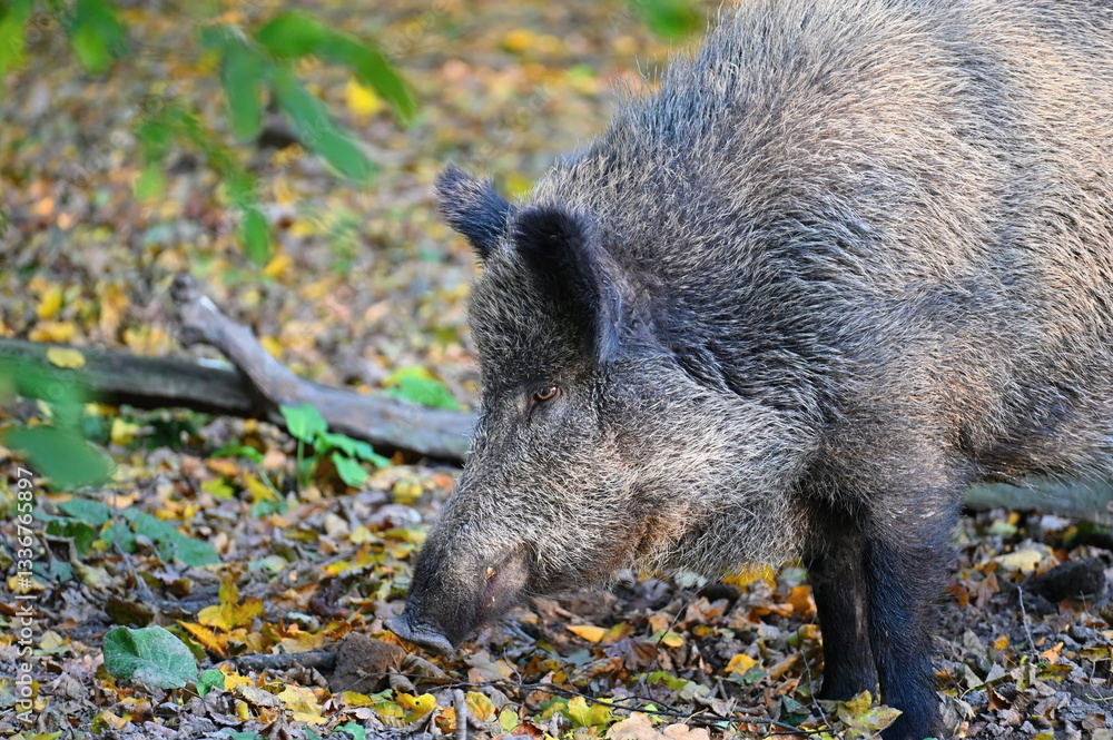 Wild boars in nature. Beautiful concept for animals and nature. Wild boars in nature. Beautiful concept for animals and nature.