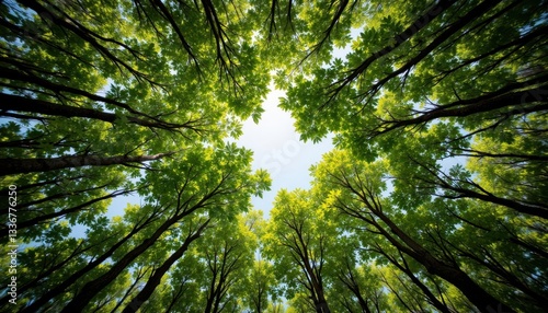 Fototapeta Naklejka Na Ścianę i Meble -  The bottom up view of the green mangrove forest canopy reveals a dense network of interlocking branches and leaves