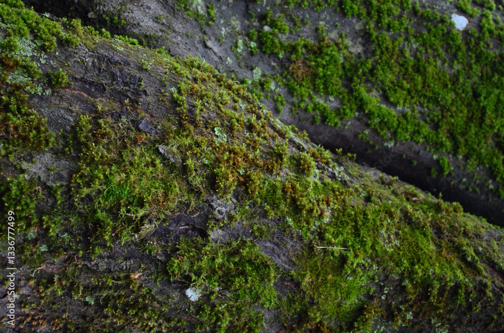 background and texture of the bark of different tree species
