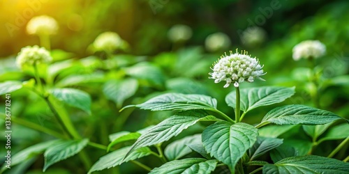 Chinese Ginseng plant in a garden with lush green leaves and delicate white flowers