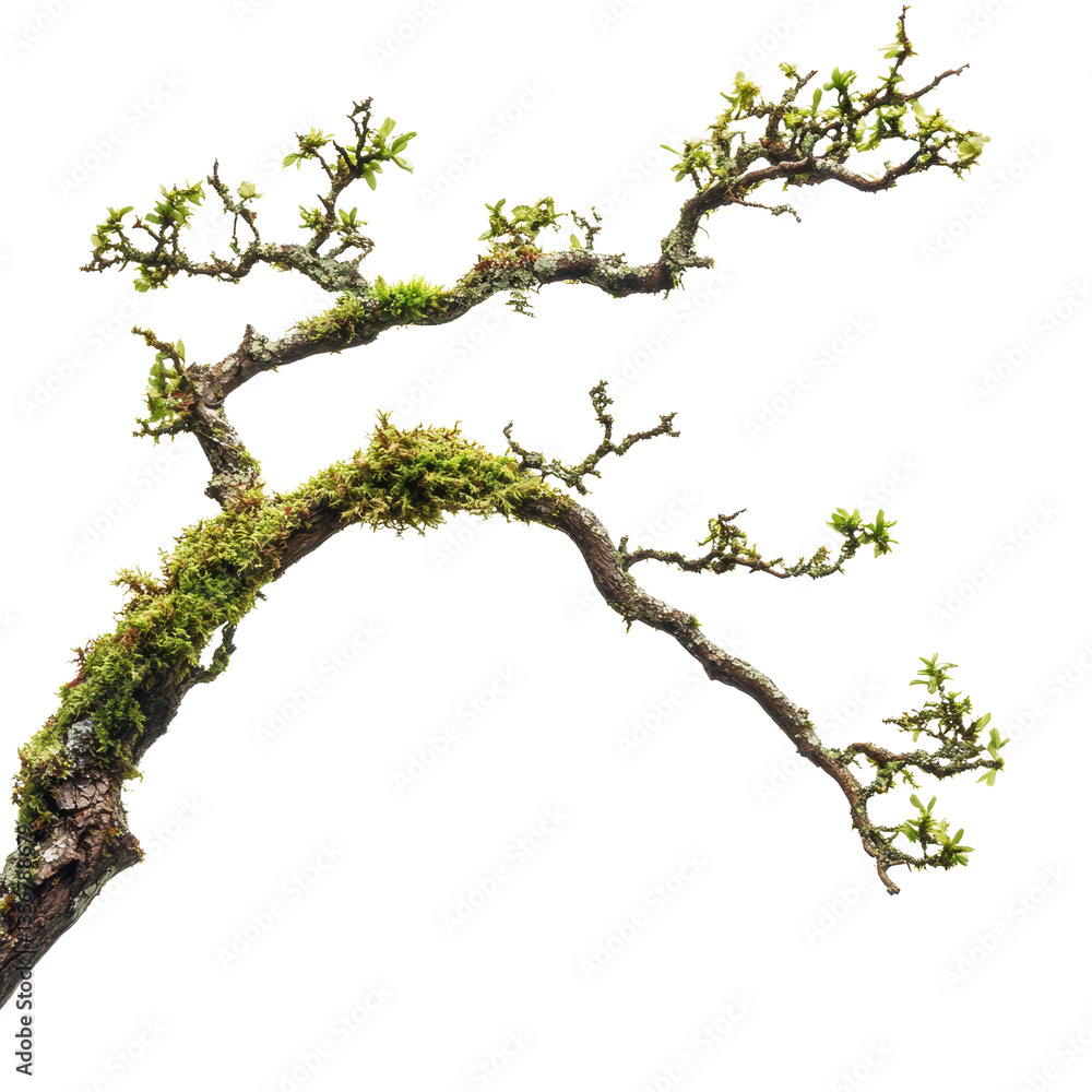 Fototapeta premium Elegant Branch with Moss and New Leaves on a white background.