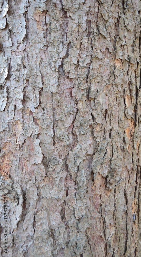 background and texture of the bark of different tree species background and texture of the bark of different tree species