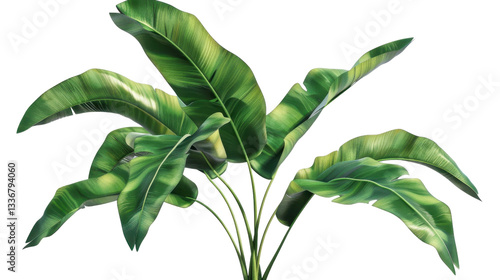 Fototapeta Naklejka Na Ścianę i Meble -  Tropical banana leaves growing on transparent background