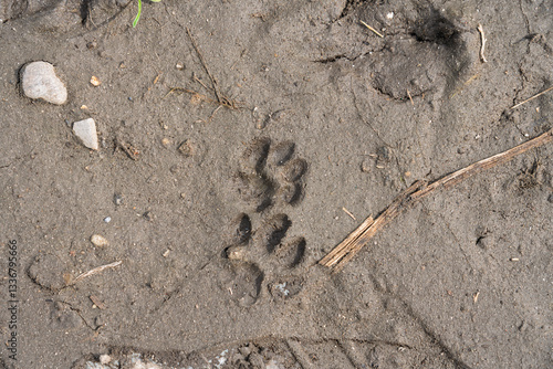 Photo of dog footprints on the muddy ground.