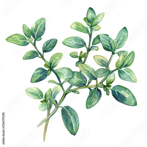Fresh Thymes: A Botanical Watercolor Illustration
