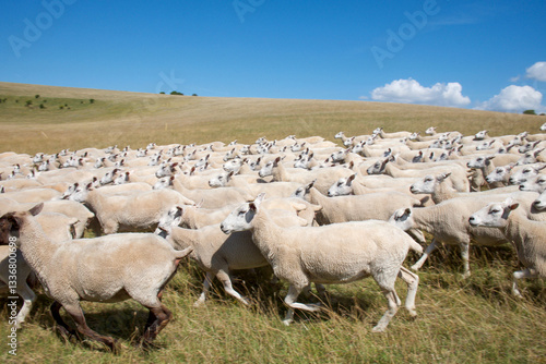 flock of 100 sheep running across a field blurred motion
