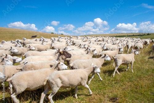 flock of 100 sheep running across a field blurred motion blue sky