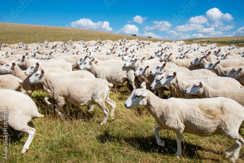 a flock of 100 running across a field, slight motion blur, sheep in the field