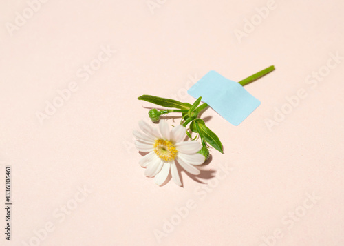 A spring garden flower attached to a neutral pink background, a place for a message. Minimal floral layout.
