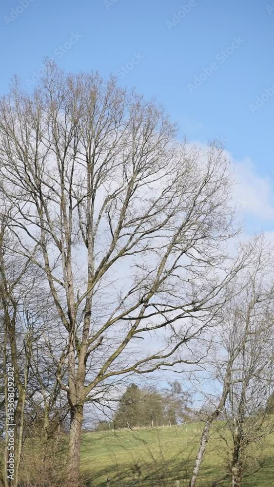 Bare branches of trees in a forest during autumn season and blue sky with clouds, idyllic peaceful vertical landscape video
Bare branches of trees in a forest during autumn season and blue sky with clouds, idyllic peaceful vertical landscape video