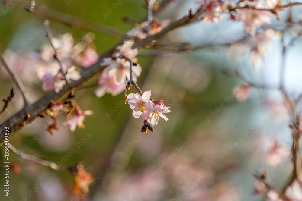 冬桜の繊細な花