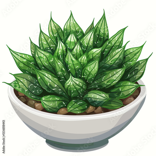 Haworthia isolated on white background 