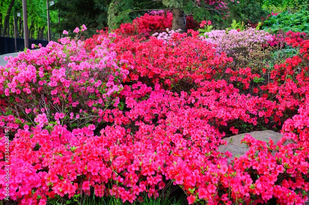 Japanese azalea blooming in a natural garden. Japanese azalea blooming in a natural garden.