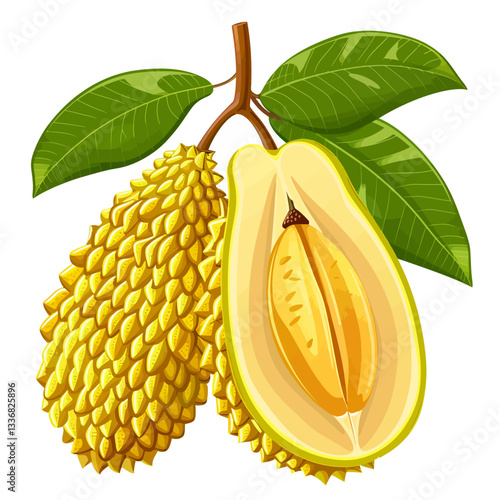 Durian isolated on white background 