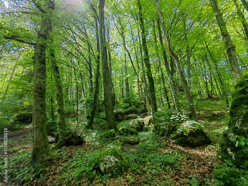 forest in the morning